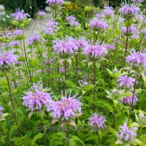 Monarda fistulosa