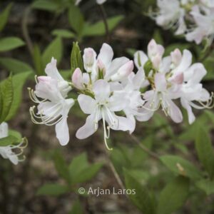 Rhododendron canadense 'Album'