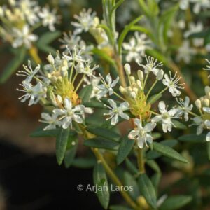 Rhododendron glandulosum