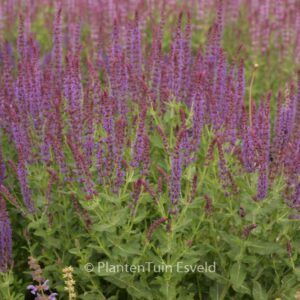 Salvia nemorosa