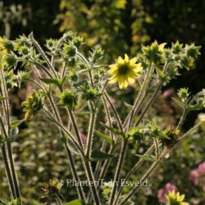 Silphium mohrii