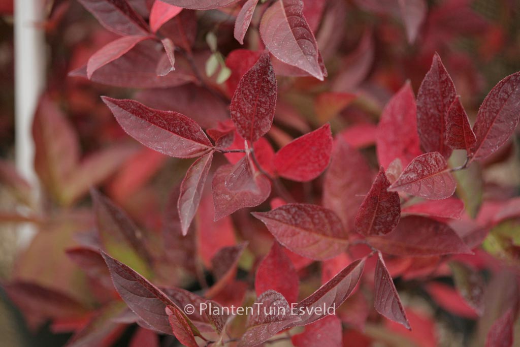 Vaccinium corymbosum 'Darrow'