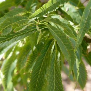 Acer carpinifolium 'Esveld Select'