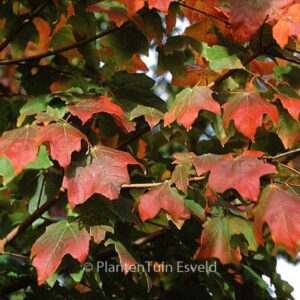 Acer saccharum ssp. floridanum