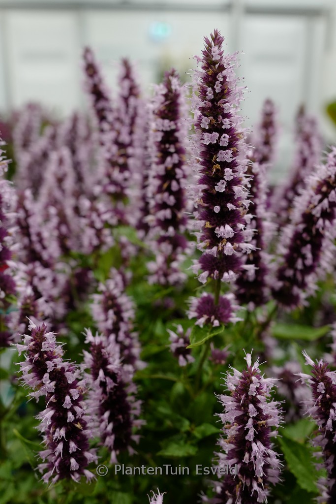 Agastache 'Agapk' (BEELICIOUS PINK)