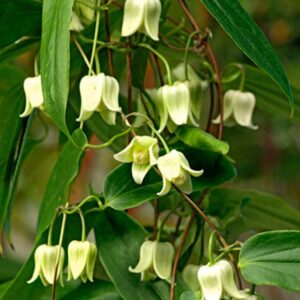 Clematis 'Snow Bells'