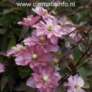 Clematis 'Sunrise'