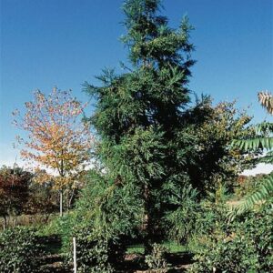 Cryptomeria japonica sinensis