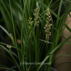Liriope spicata