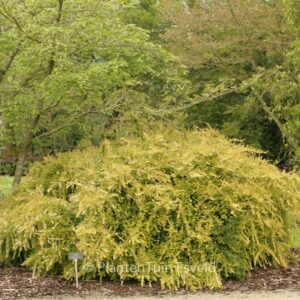Lonicera nitida 'Baggesen's Gold'