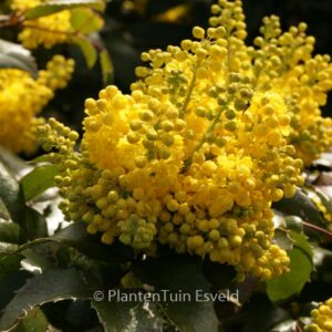 Mahonia 'Bokrafoot' (BLACKFOOT)