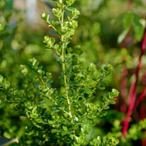 Myrsine africana