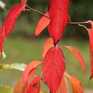 Nyssa sylvatica 'Wildfire'