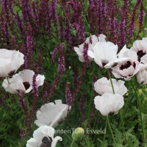 Papaver orientale 'Perry's White'