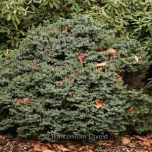 Picea omorika 'Pimoko'