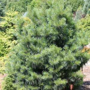 Pinus wallichiana 'Nana'