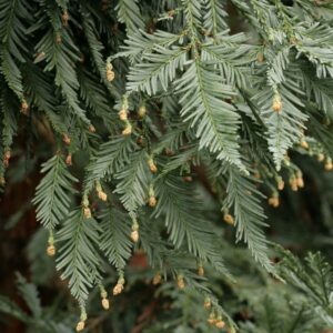 Sequoia sempervirens 'Filoli'