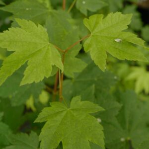 Acer circinatum 'Pinky'