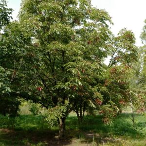 Aesculus turbinata