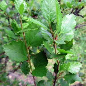 Betula humilis