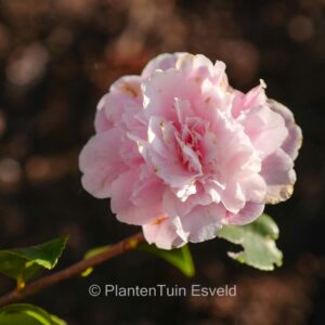 Camellia 'Sweet Emily Kate'