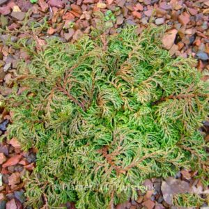 Chamaecyparis obtusa 'Maureen'