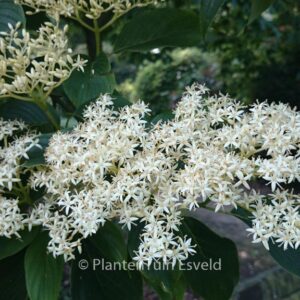 Cornus macrophylla