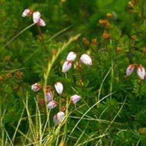 Daboecia cantabrica