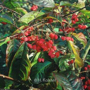 Euonymus hamiltonianus 'Rising Sun'