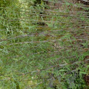 Fargesia demissa 'Gerry'