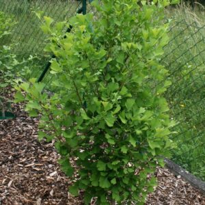 Ginkgo biloba 'Eiffel'