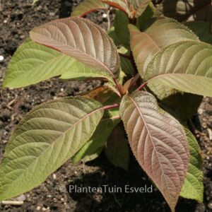 Hydrangea aspera 'Gongshan'