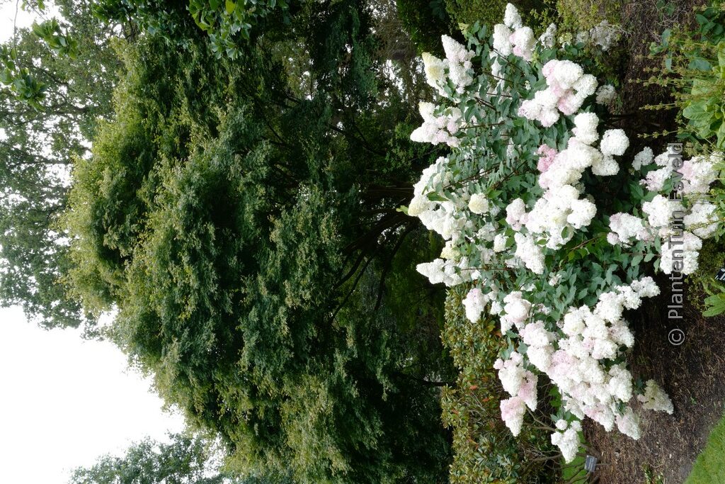 Hydrangea paniculata 'Phantom' – Bild 5