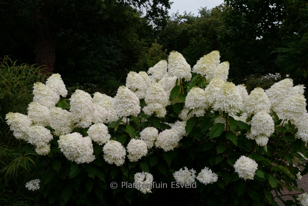 Hydrangea paniculata 'Phantom' – Bild 6