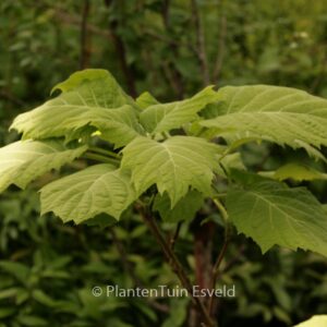 Hydrangea sikokiana