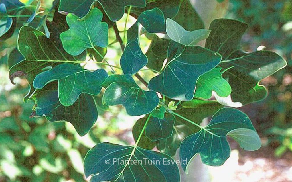 Liriodendron tulipifera 'Roothaan'