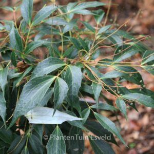 Mahonia gracilipes