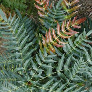Mahonia longibracteata