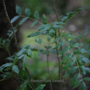 Mahonia pallida