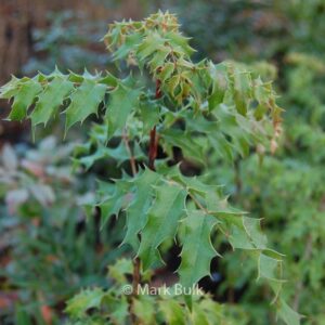 Mahonia pinnata 'Maurice Forster'