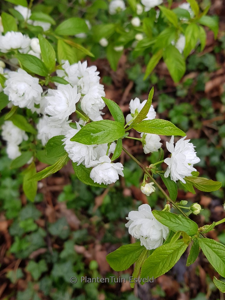 Prunus glandulosa 'Alba Plena'