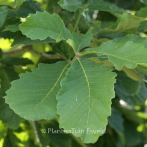 Quercus 'Pondaim'