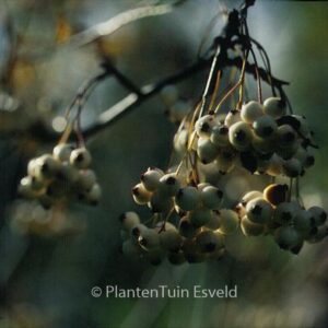 Sorbus gongashanica