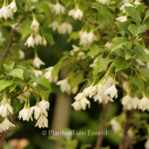 Styrax japonicus 'Masaku'