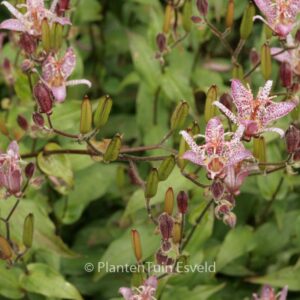 Tricyrtis formosana