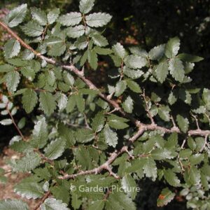 Zelkova abelicea