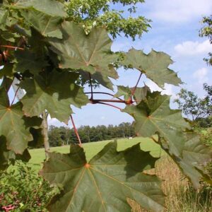 Acer platanoides 'Deborah'