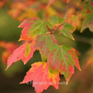 Acer rubrum 'Northwood'