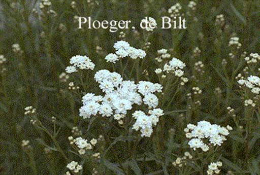 Achillea ptarmica 'Perry's White'
