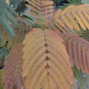 Albizia julibrissin 'Evi's Pride'